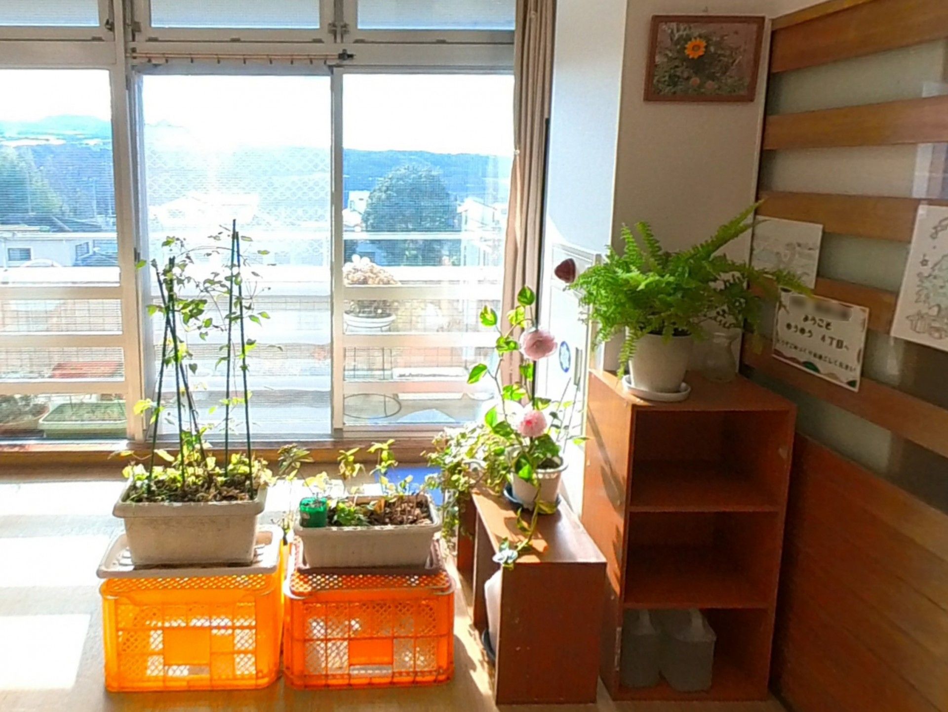 植物が並ぶ明るい窓辺