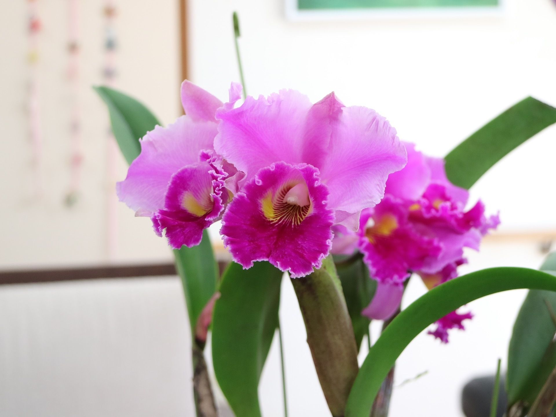 白を基調とした明るく日当たりの良い室内に、色鮮やかなピンク色の花が飾られている。後ろの壁には、装飾が施されている。