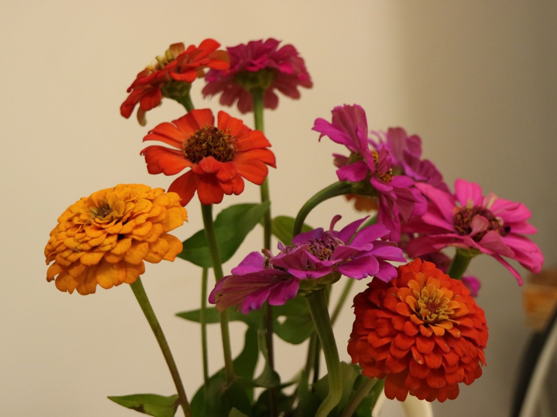 館内に飾られた鉢植えの花の写真である。オレンジや赤、紫の花が咲いている。後ろには白い壁が広がっている。