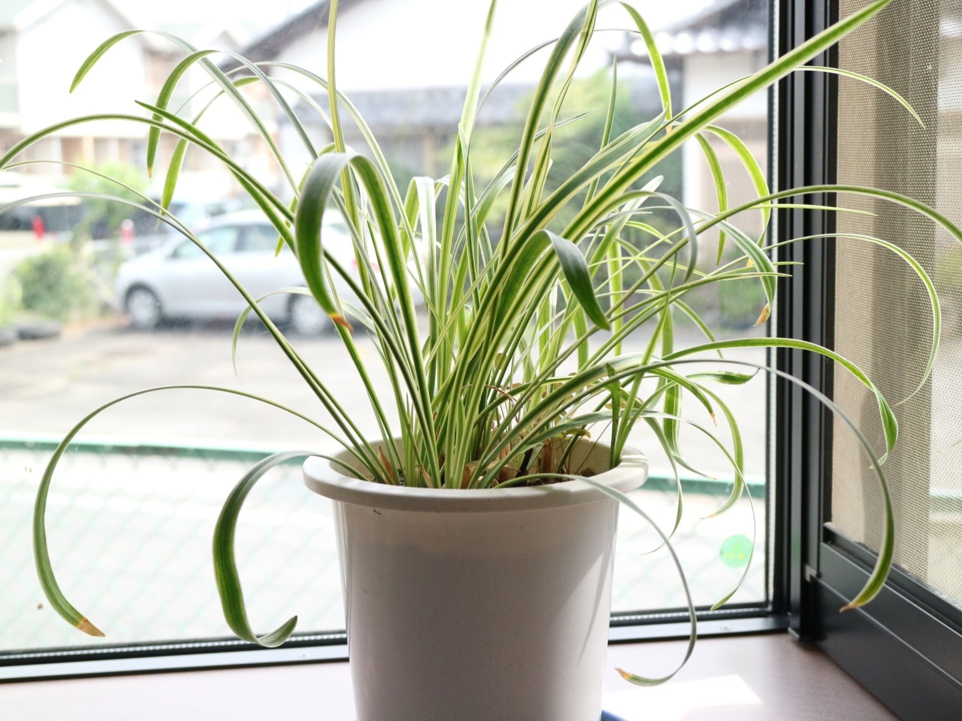 外が見える窓の前に観葉植物の鉢植えが飾られている。茶色い植木鉢に植えられており、葉っぱには白いラインが入っている。