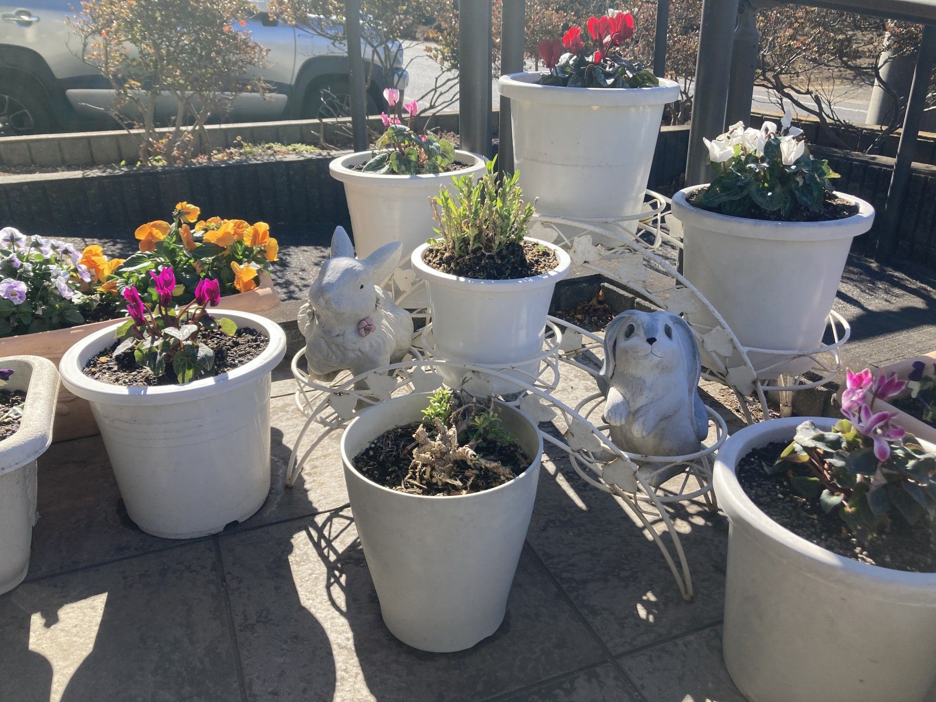色とりどりの鉢植え