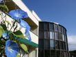 青い花と建物の外観