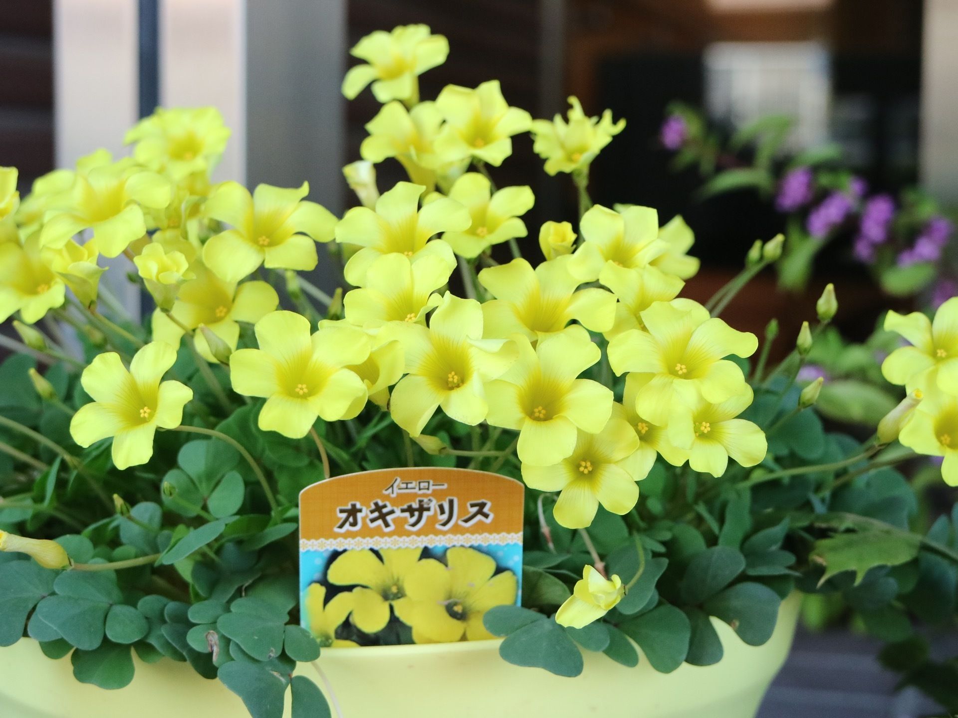施設の外に置かれた植木鉢の写真である。大きな丸い鉢植えに、黄色のオキザリスの花が植えられたくさんの花を付けている。