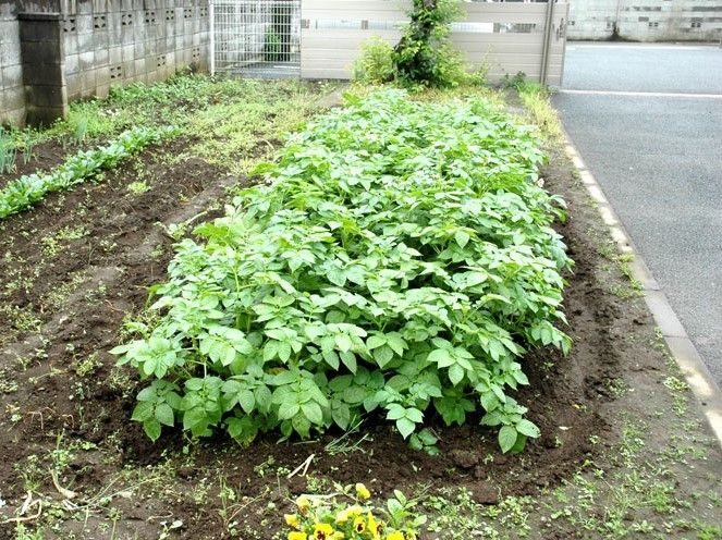 施設内にある菜園スペースでは、入居者様が季節の野菜の栽培を楽しむことができる。多くの野菜を収穫できる広々としたスペースがある。
