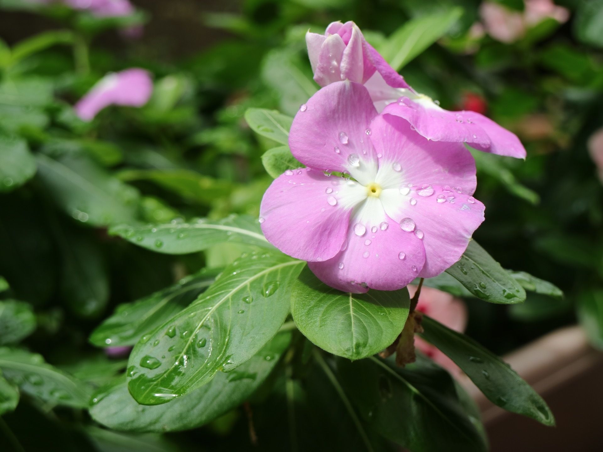 花壇では季節の花を育てている。毎日の世話や植物が育つ様子を見ることで、生活に張りがうまれ、生き生きと過ごすことができる。