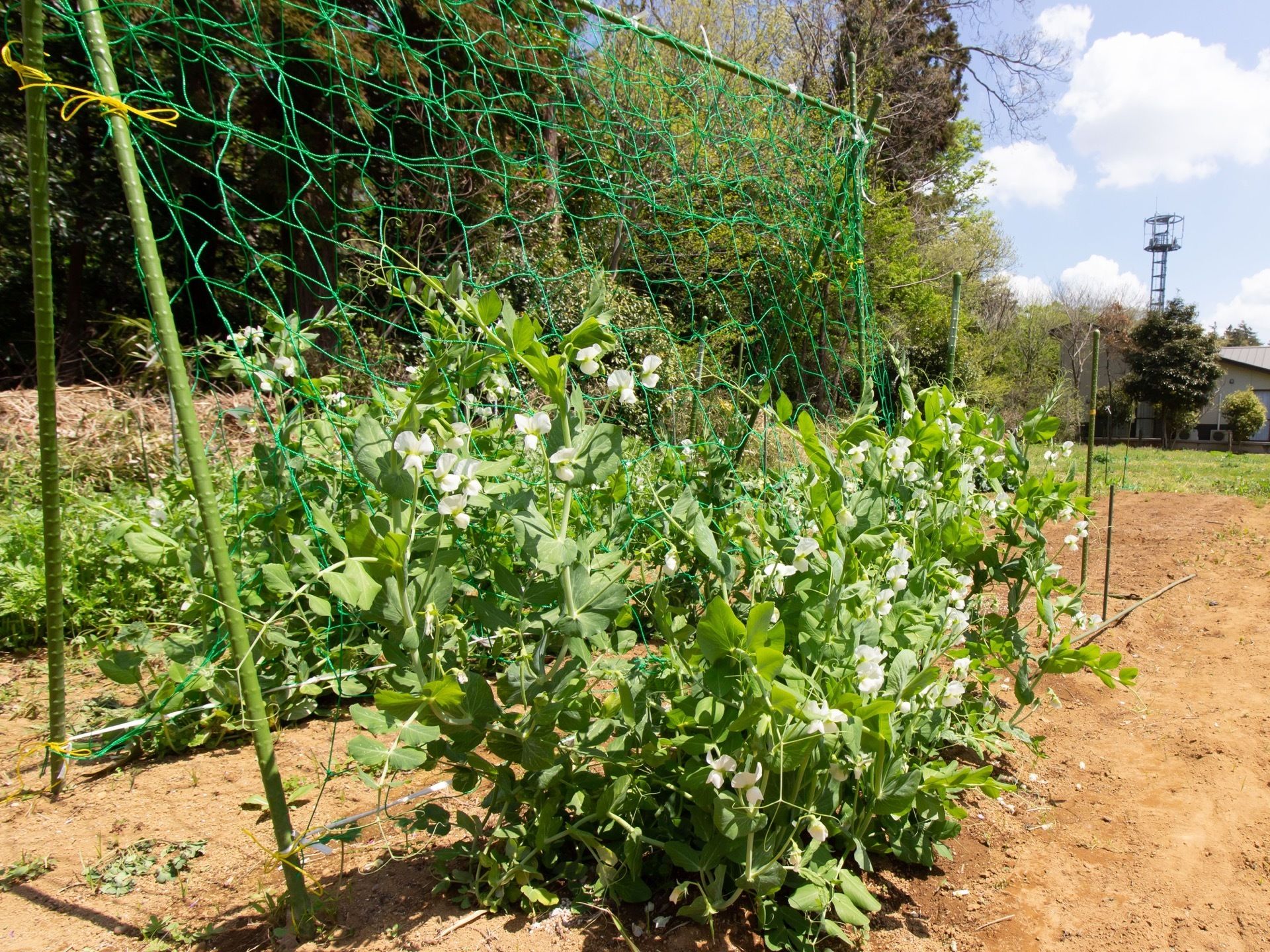 施設の敷地内に広い自家菜園が設けられており、季節ごとに旬の野菜が育てられている。周囲は自然に囲まれている。
