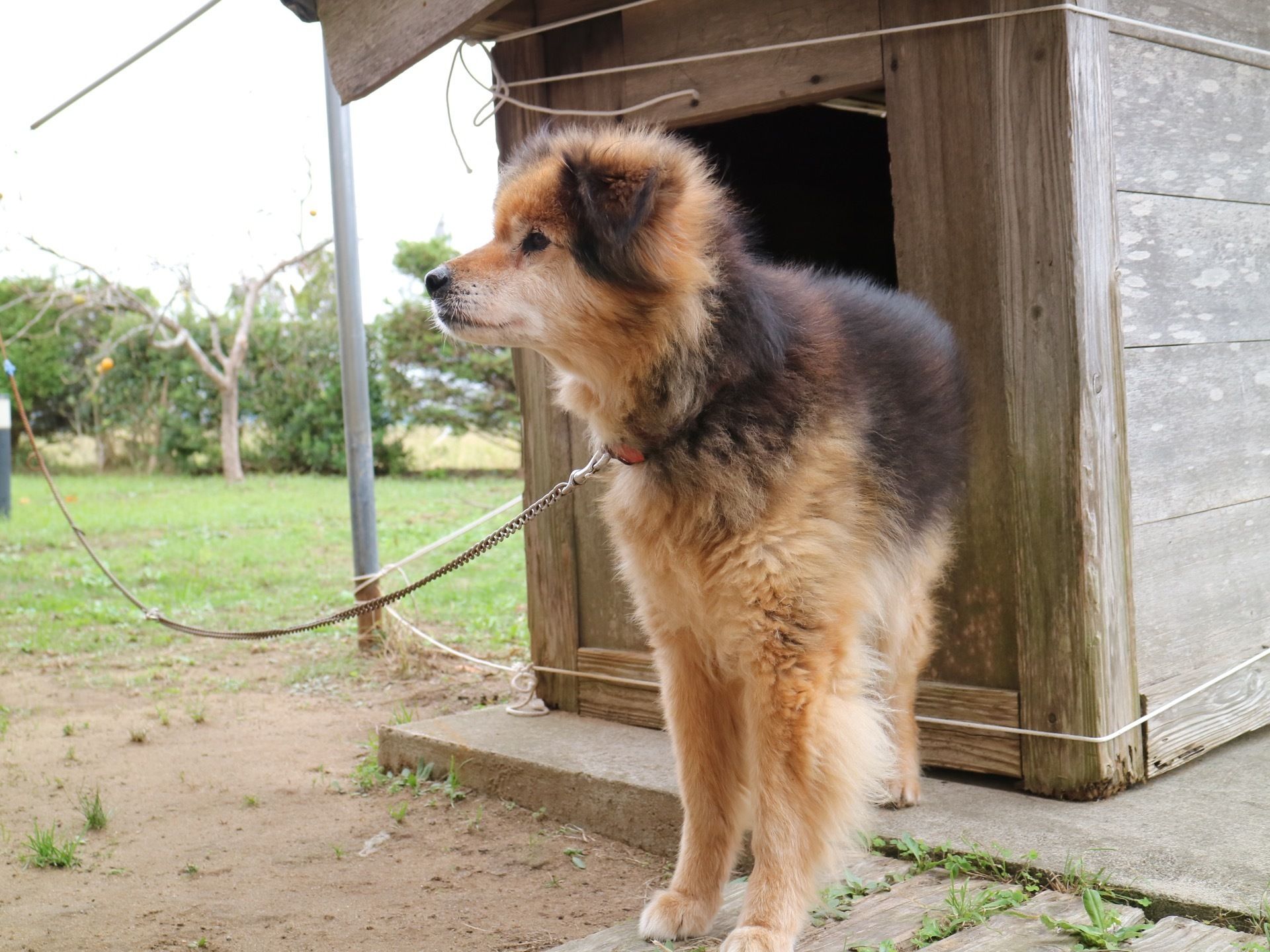 外の庭には犬小屋があり、中には犬が飼われている。入居者様が動物との触れ合いを通じて、楽しく過ごせるようになっている。