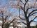 桜が咲く施設の庭園
