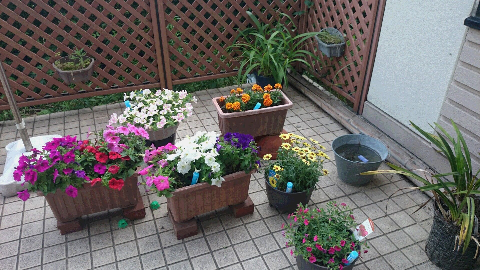 色とりどりの花壇