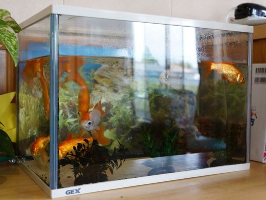 金魚