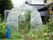 建物の近くの植物が生えている中にある透明なテント