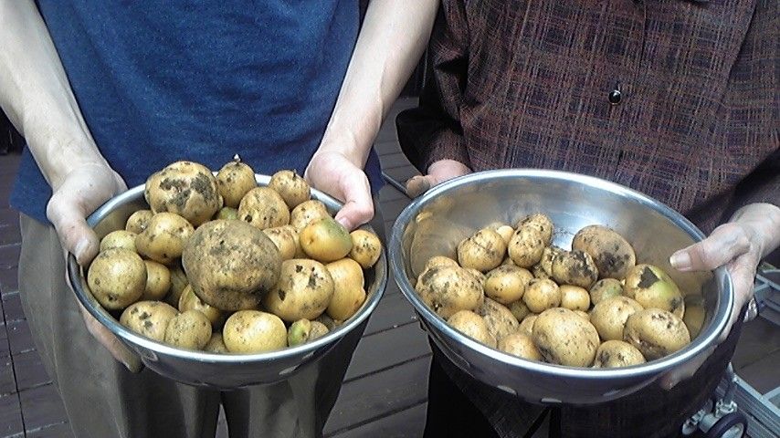 収穫したじゃがいもを持つ人々