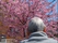 桜を見る人の後姿