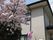 桜と建物の外観