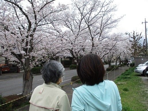 桜並木を眺める人々