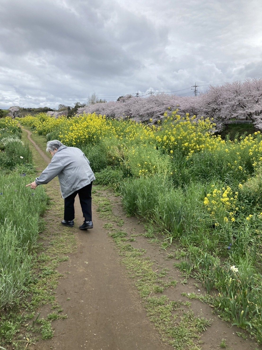 散歩する高齢者と春景色