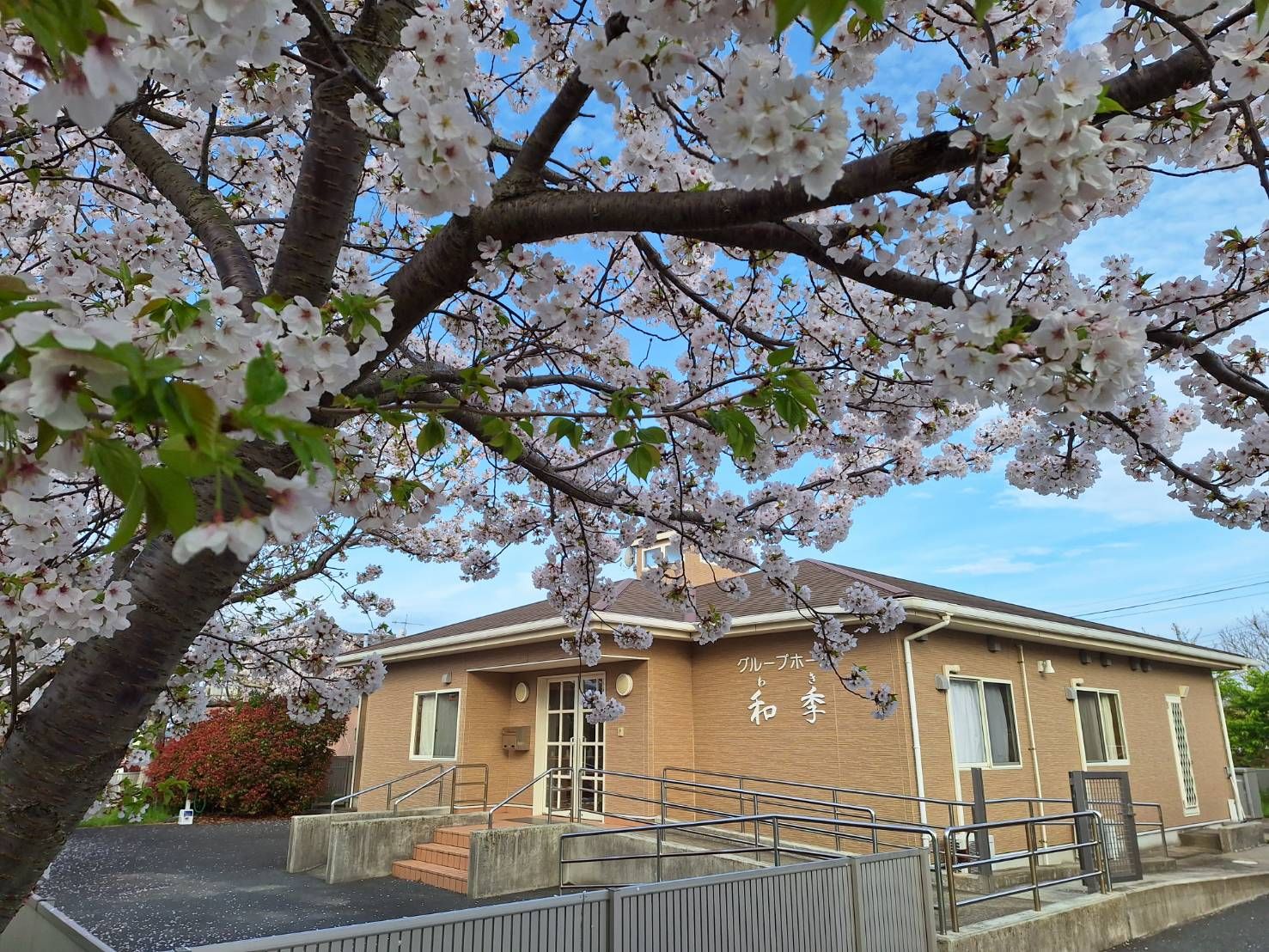 春の桜と建物