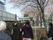 満開に花が咲いた桜並木をスタッフと一緒に散歩している入居者たち。