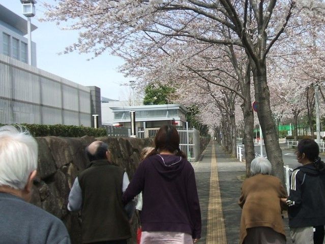 屋外の桜並木を散歩している入居者とスタッフ。歩道の真ん中には点字が描かれている。