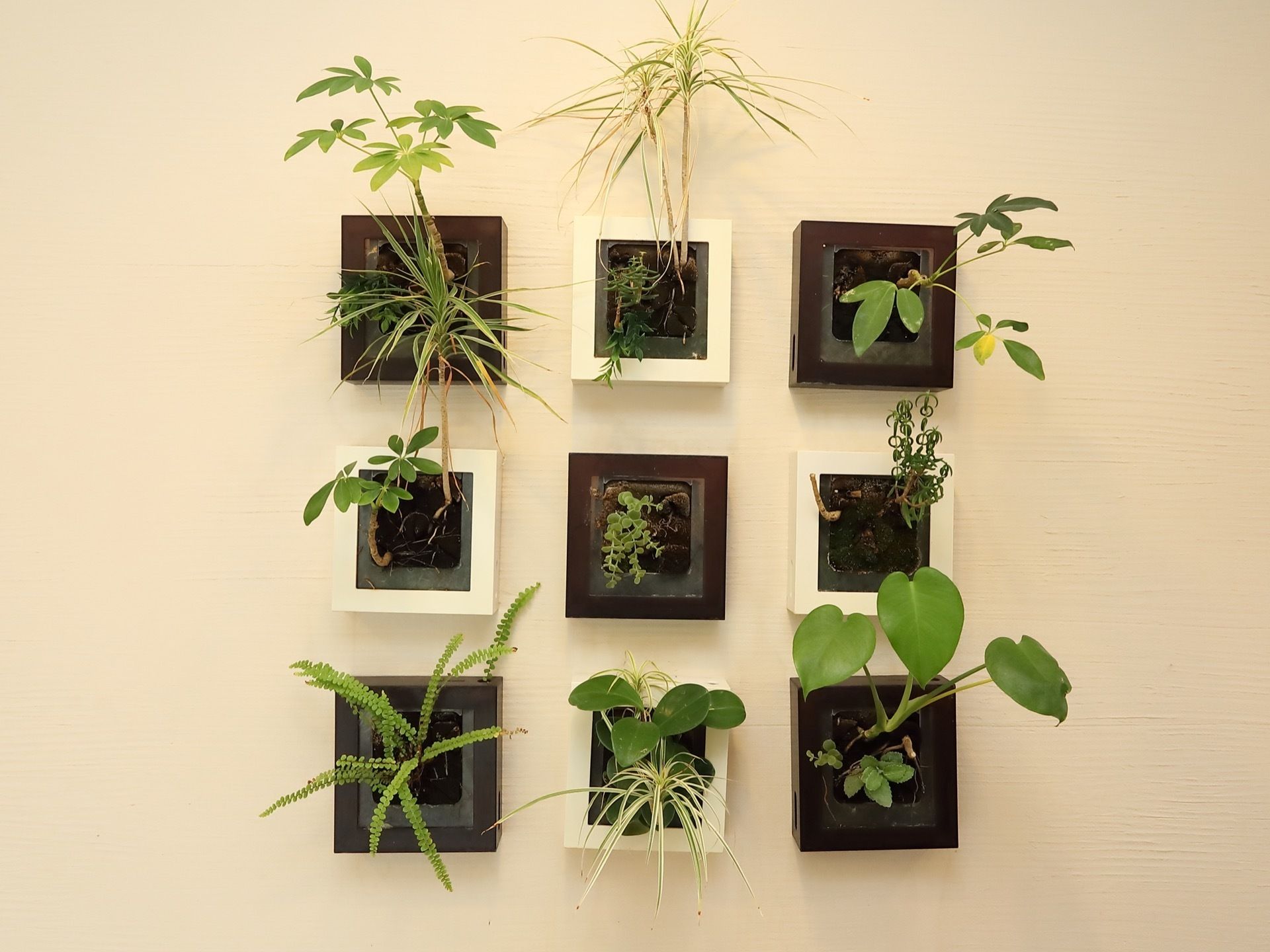 壁に白と茶の飾りが正方形を形成して並べられている。さまざま植物が顔を出し、まるで壁から植物が生えたような演出を施している。