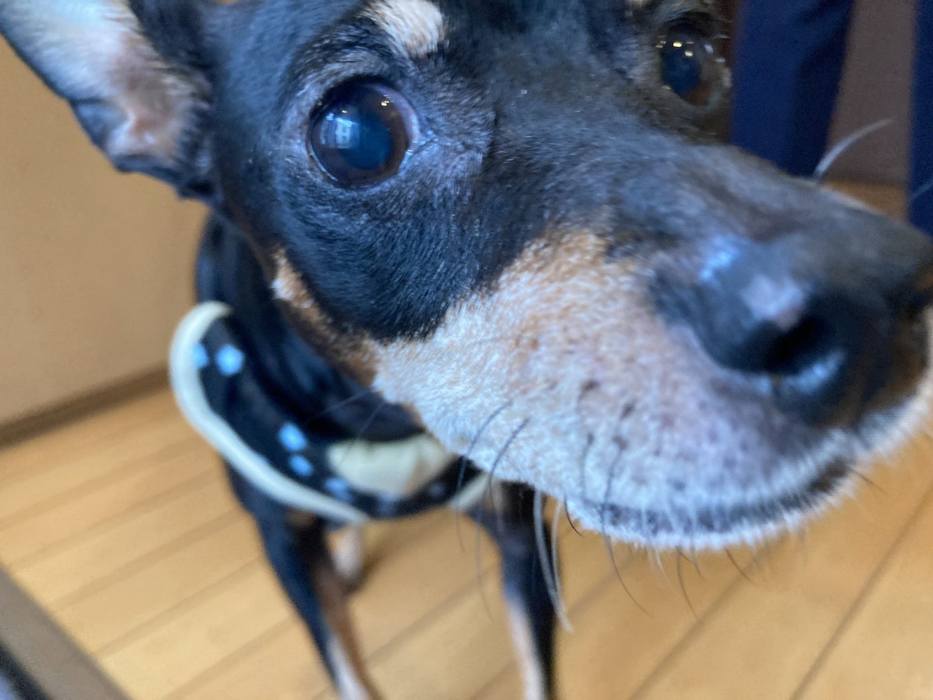 犬が近づく様子の廊下