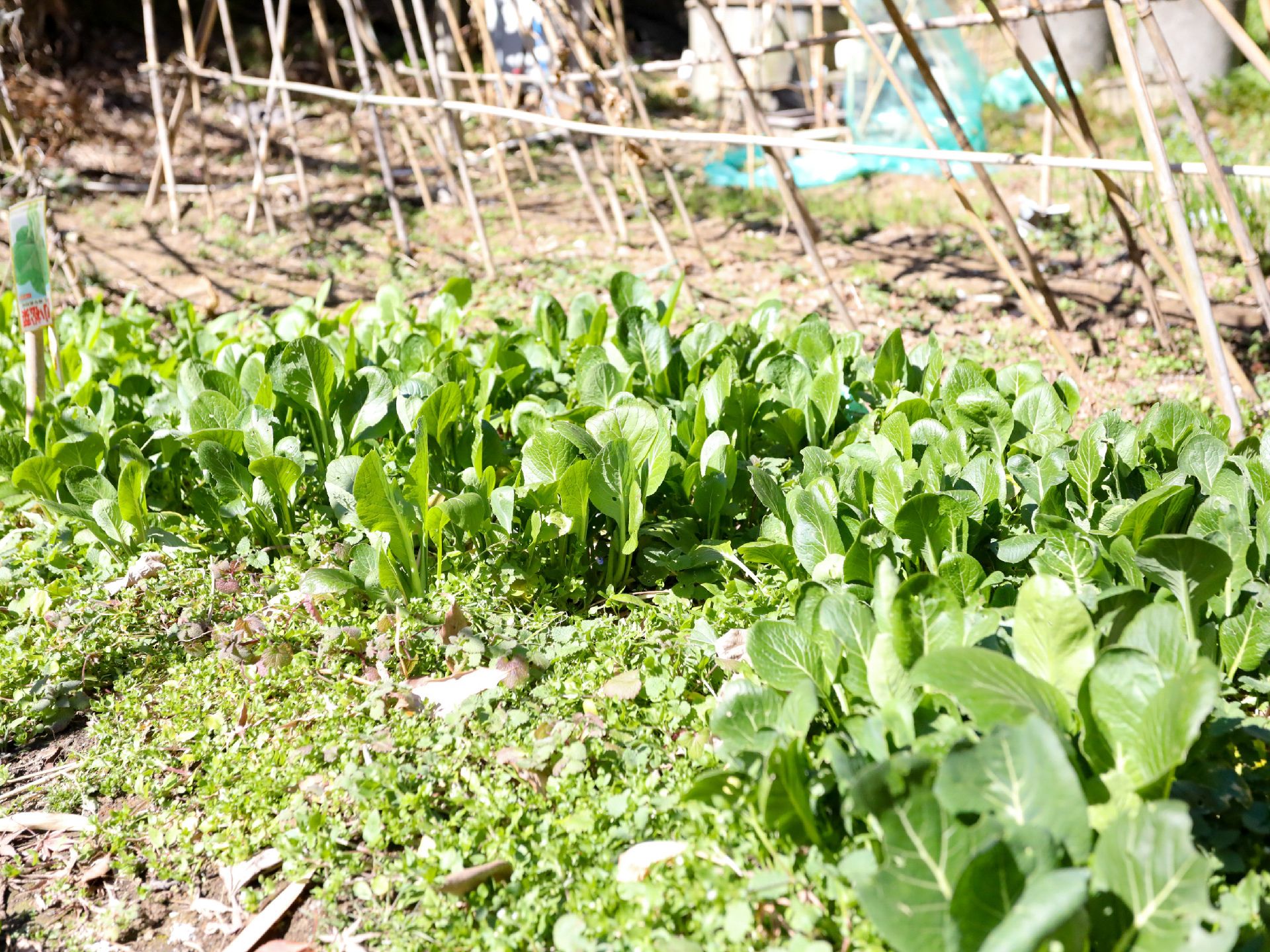 野菜が植えられた畑