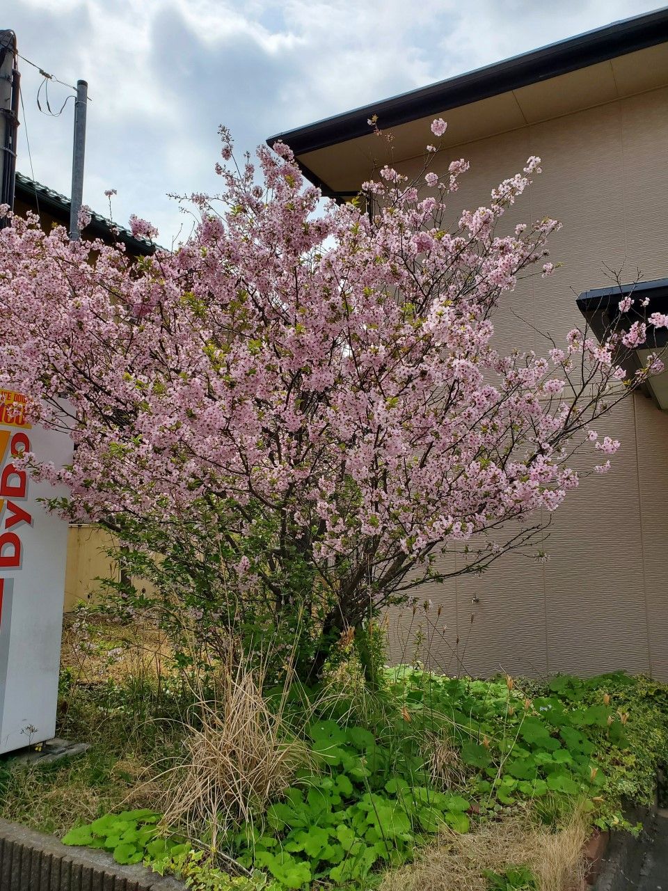 春の花が咲く庭園