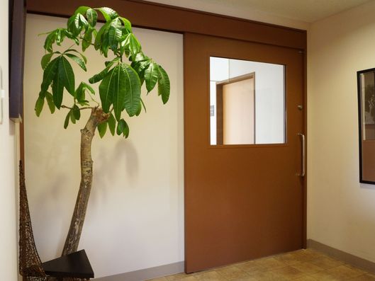 観葉植物