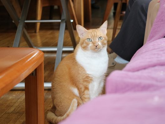 猫
