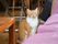 茶色と白色の毛並みがきれいな猫がフローリングの床の上に座っている。奥に入居者様が腰掛けているのが見える。