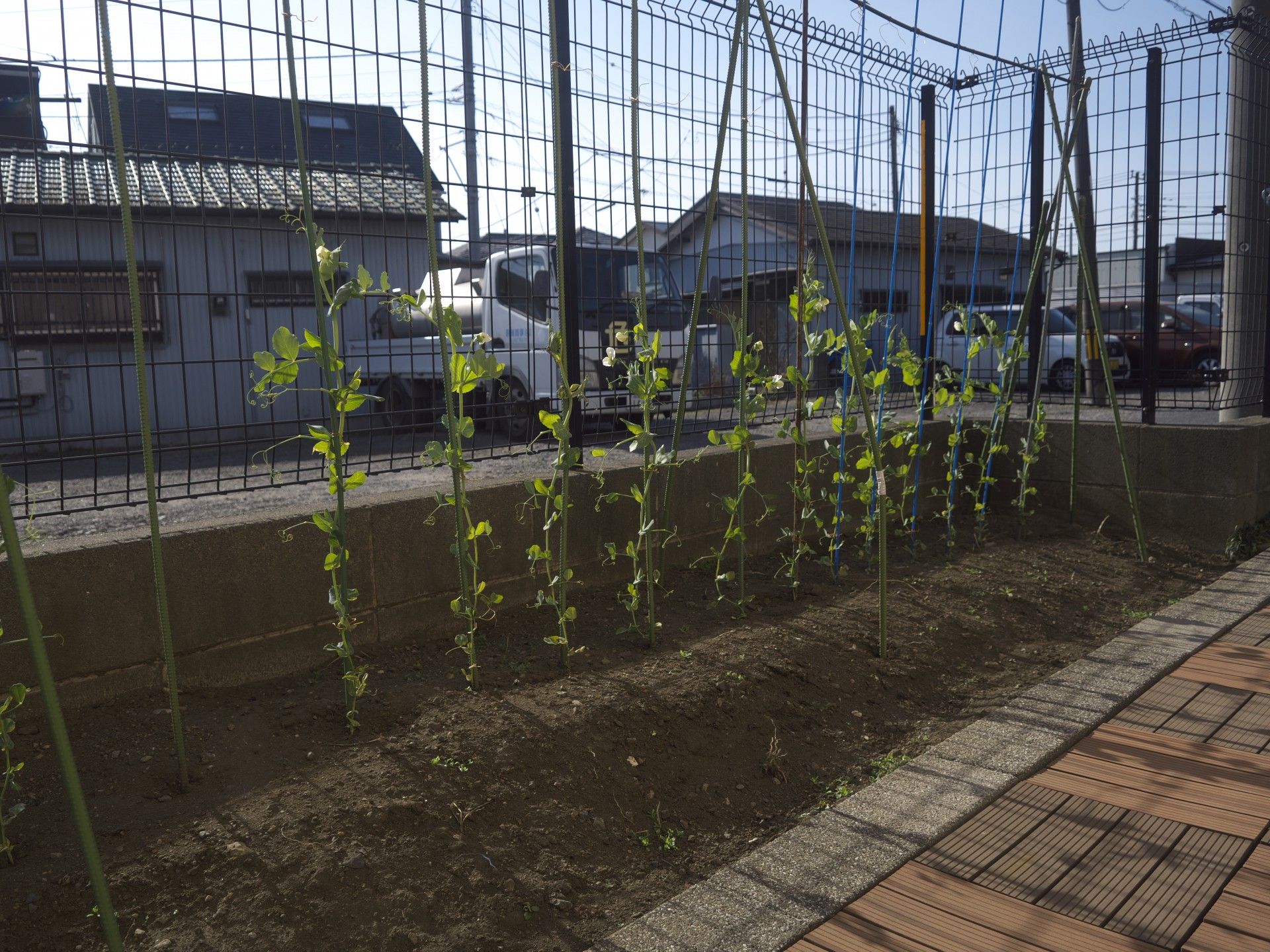 育ち始めた植物の畑