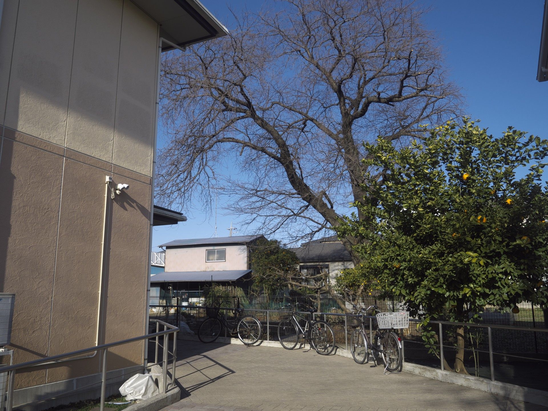 自転車置き場と木々の風景