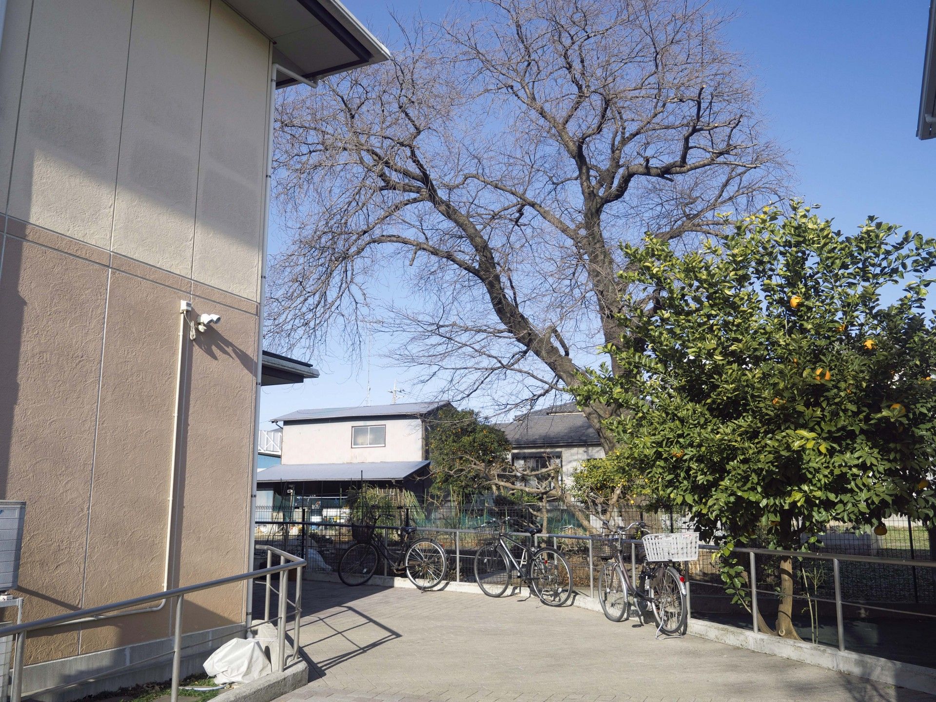 自転車置き場と木々の風景