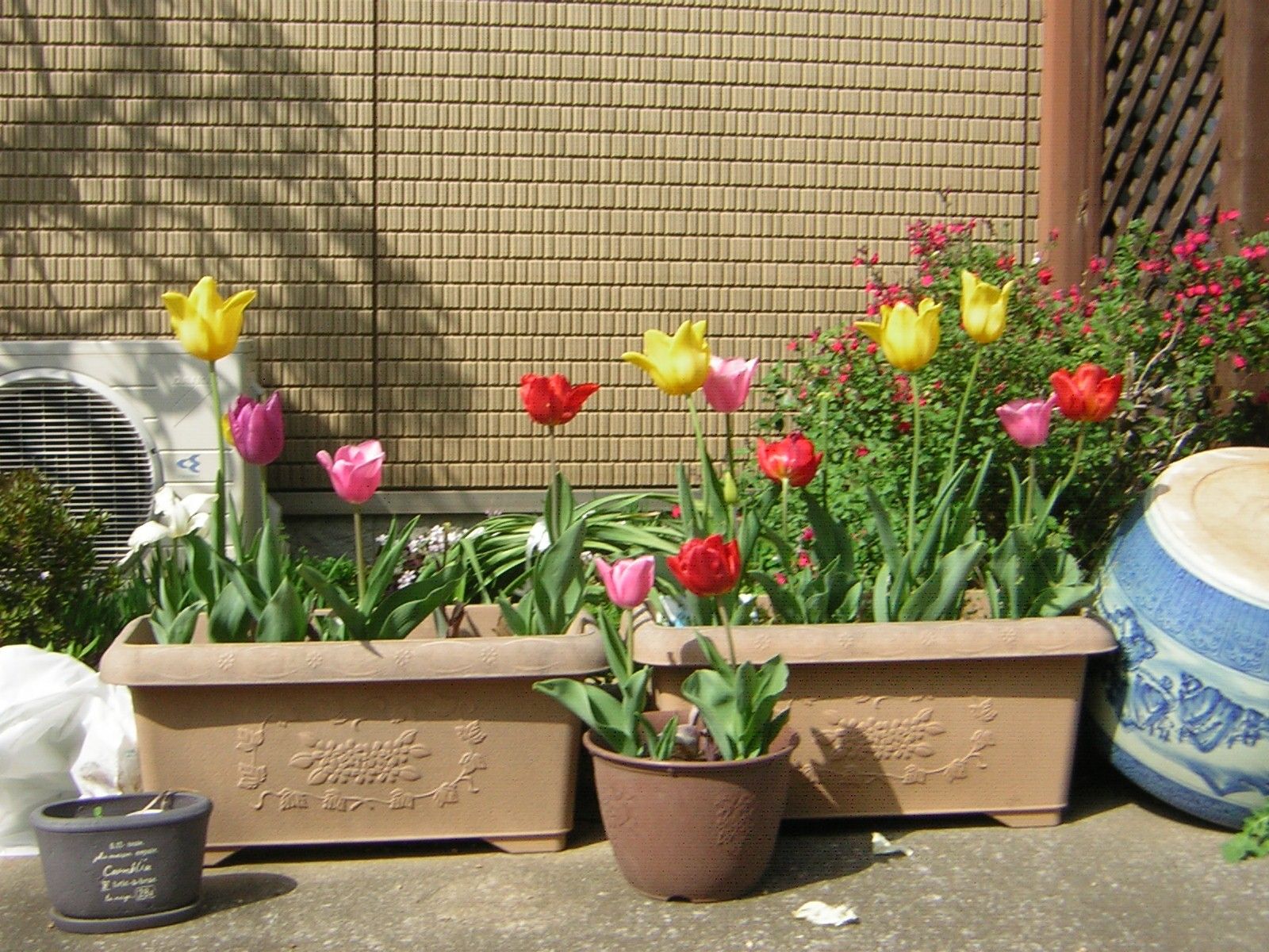 カラフルなチューリップの花壇
