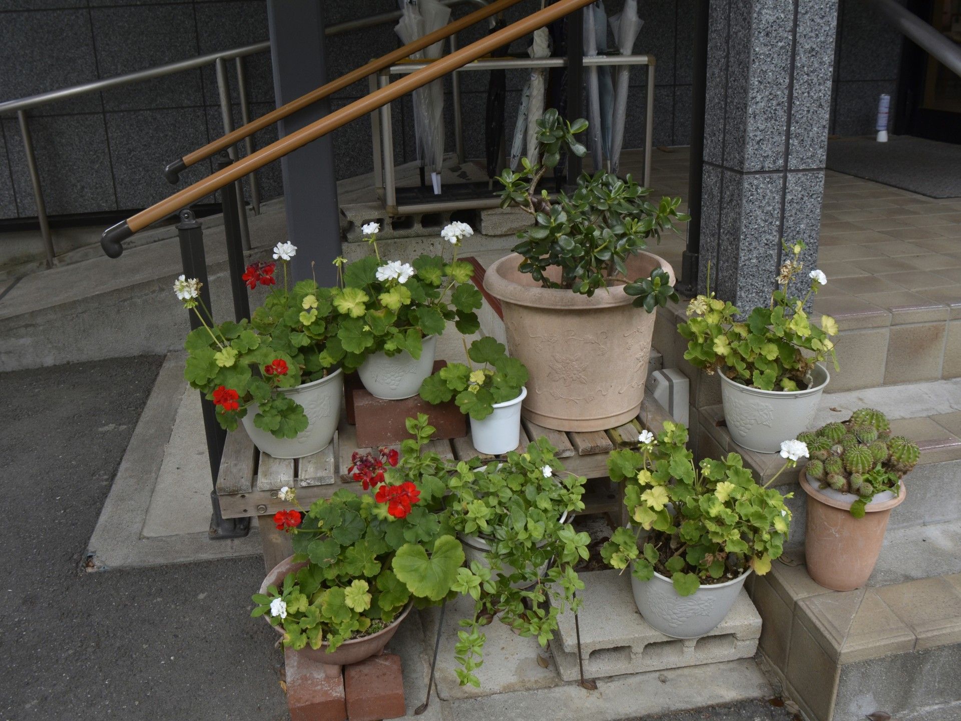 玄関前の鉢植え