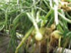 新鮮な野菜の畑