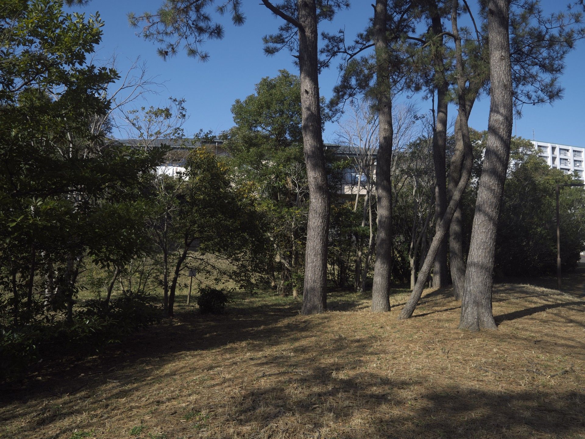 木々に囲まれた庭