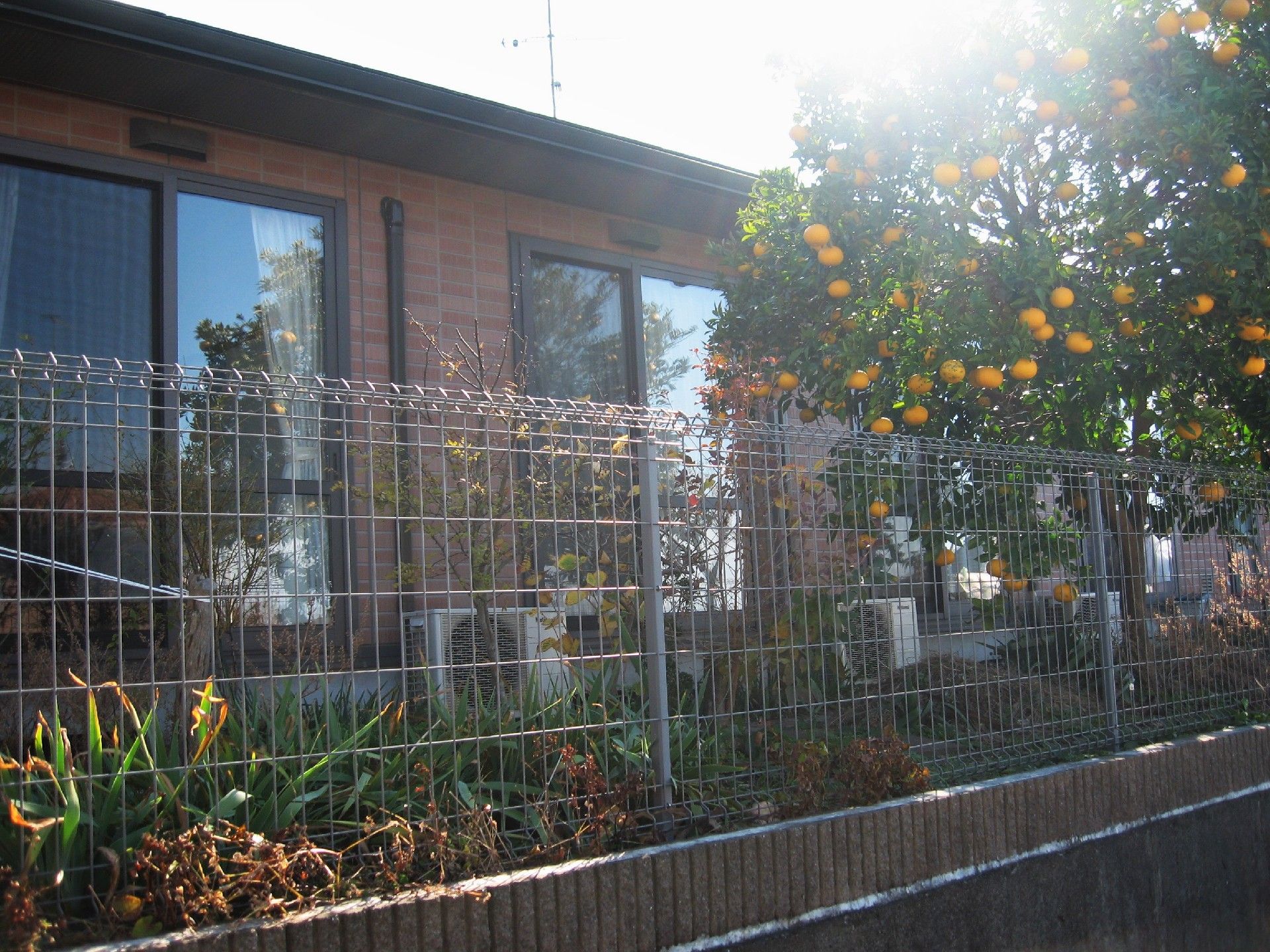 家庭的な雰囲気の平屋建ての建物の周りにはミカンなどが植えられている。