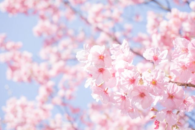 桜の花が咲く景色