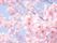 桜の花が咲く景色