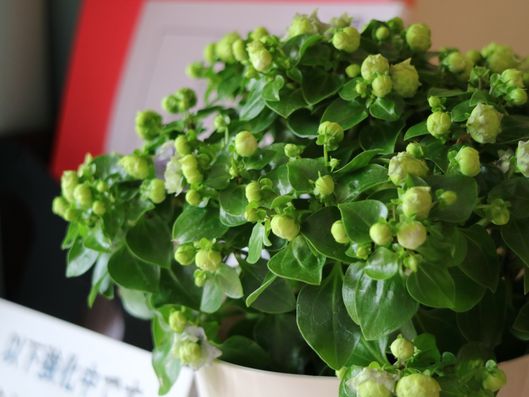 花