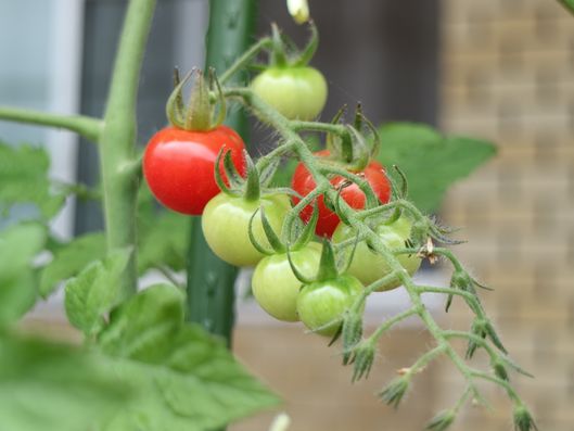 野菜
