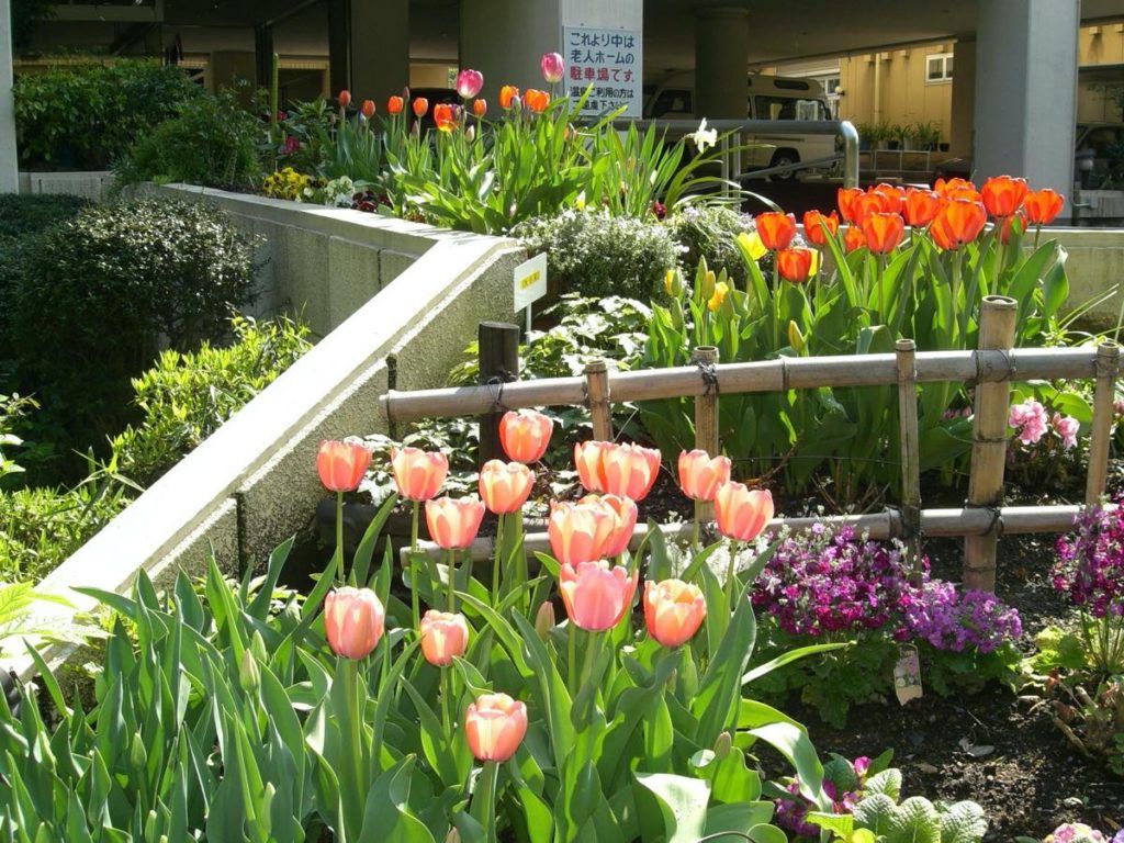 彩り豊かな花壇の風景