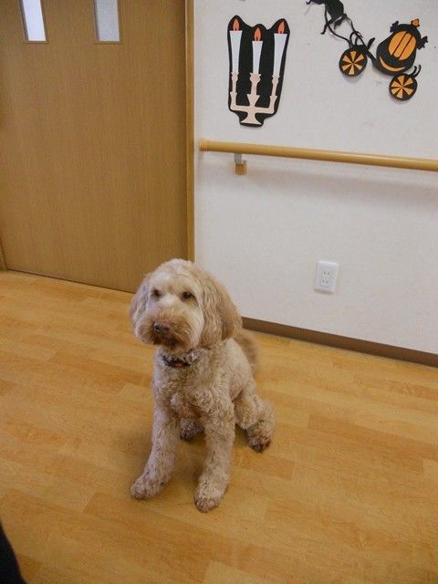 温かみのある空間と犬