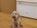 明るい空間の犬