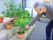 植物の手入れをしている高齢者の様子。施設内の中庭スペース
