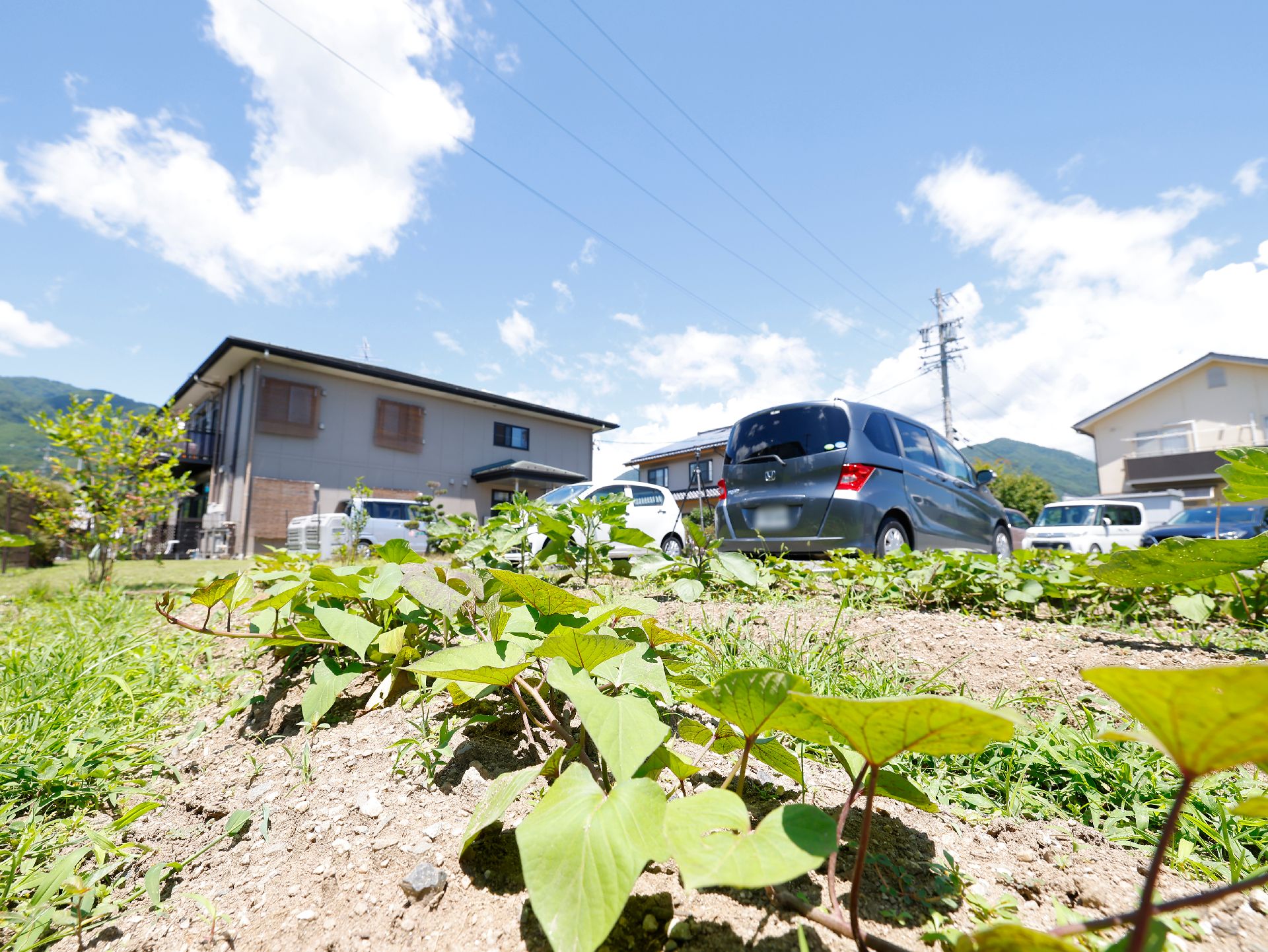 敷地内に整備され、入居者が中心となって野菜を育てている菜園