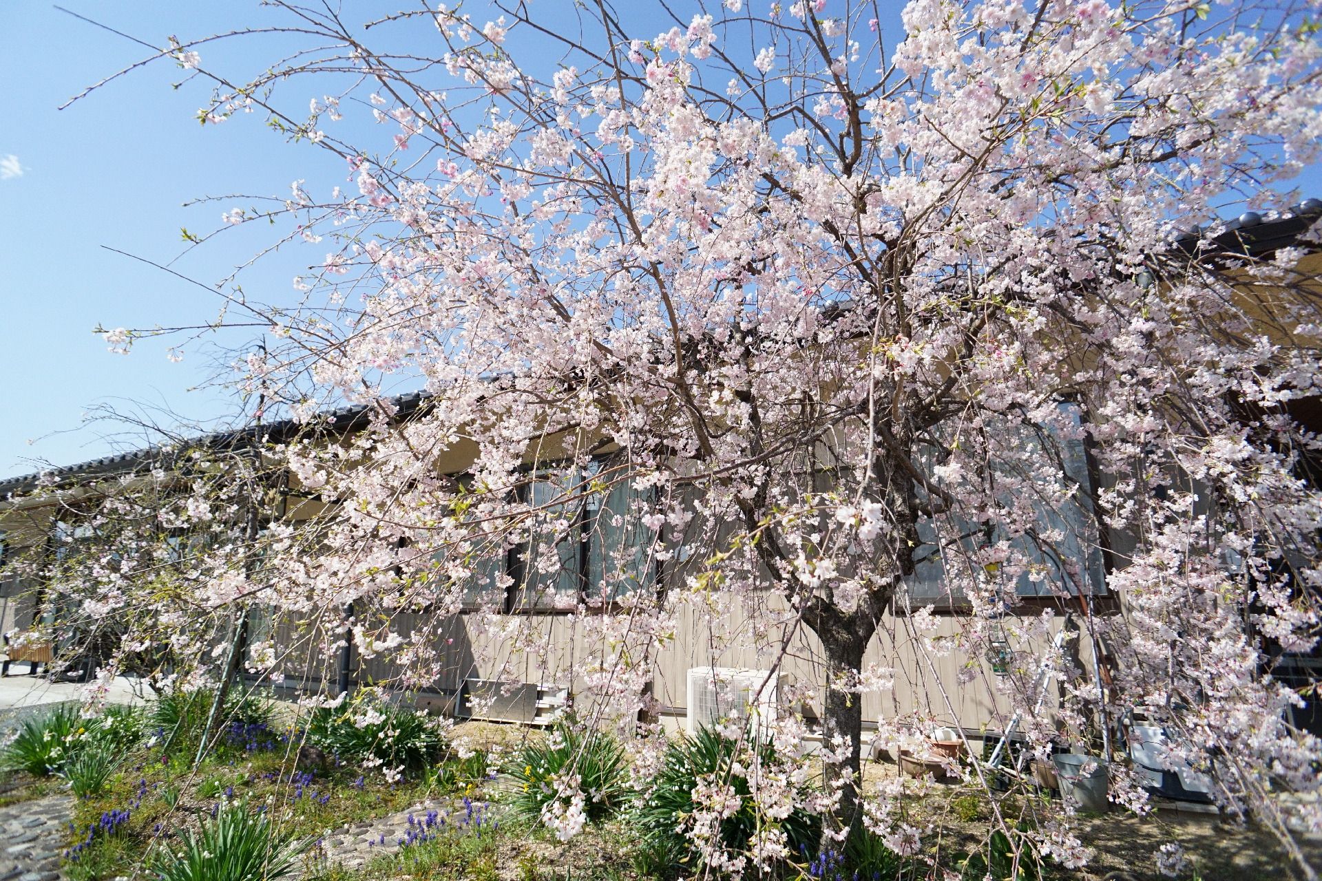桜の木が植えられた玄関