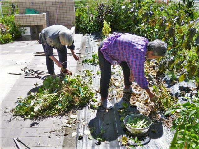 施設内の中庭で何かを収穫している高齢者の様子。土いじりができる広い中庭