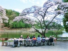 満開の桜の花の下で食事会を楽しむ入居者とスタッフ。